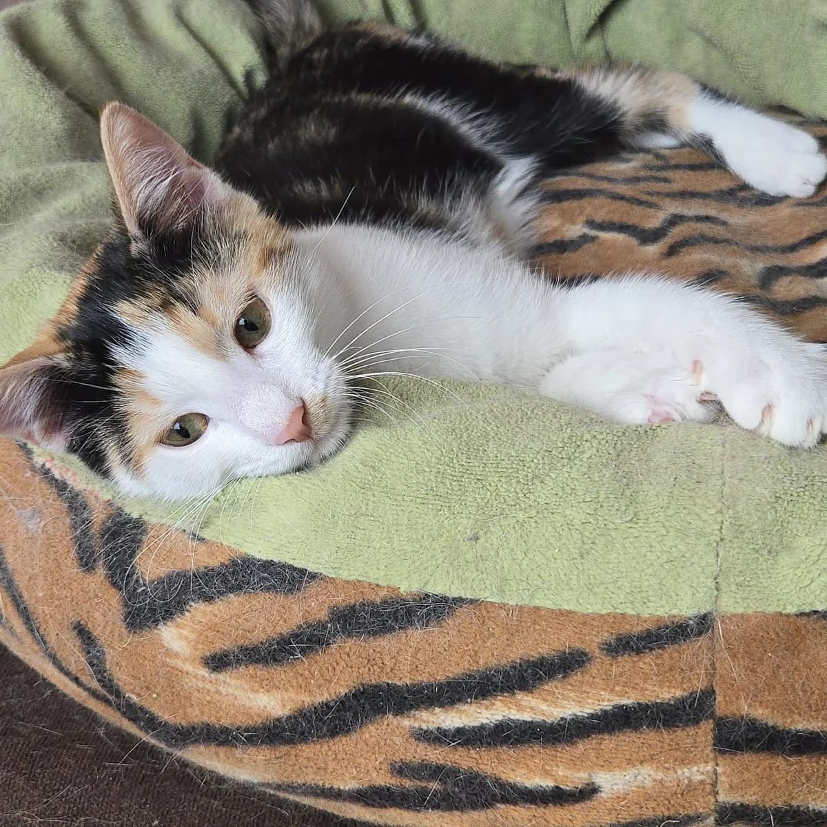 Lilly, female Mixed Breed for adoption at Glücksnasen e.V. Tierschutzverein — photo 5 of 12