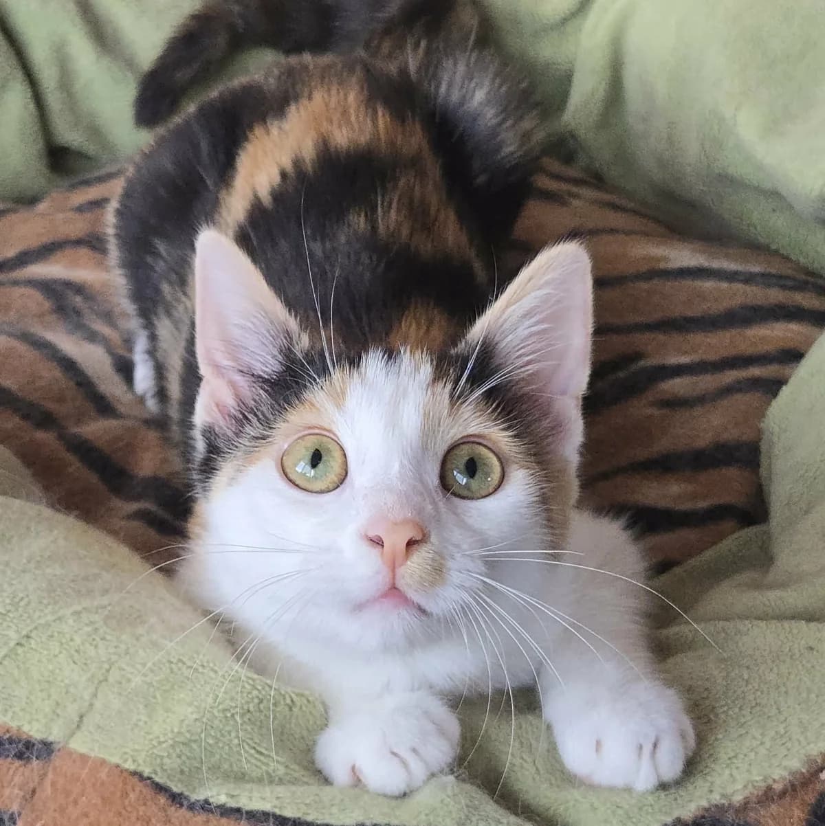 Lilly, female Mixed Breed for adoption at Glücksnasen e.V. Tierschutzverein — photo 6 of 12