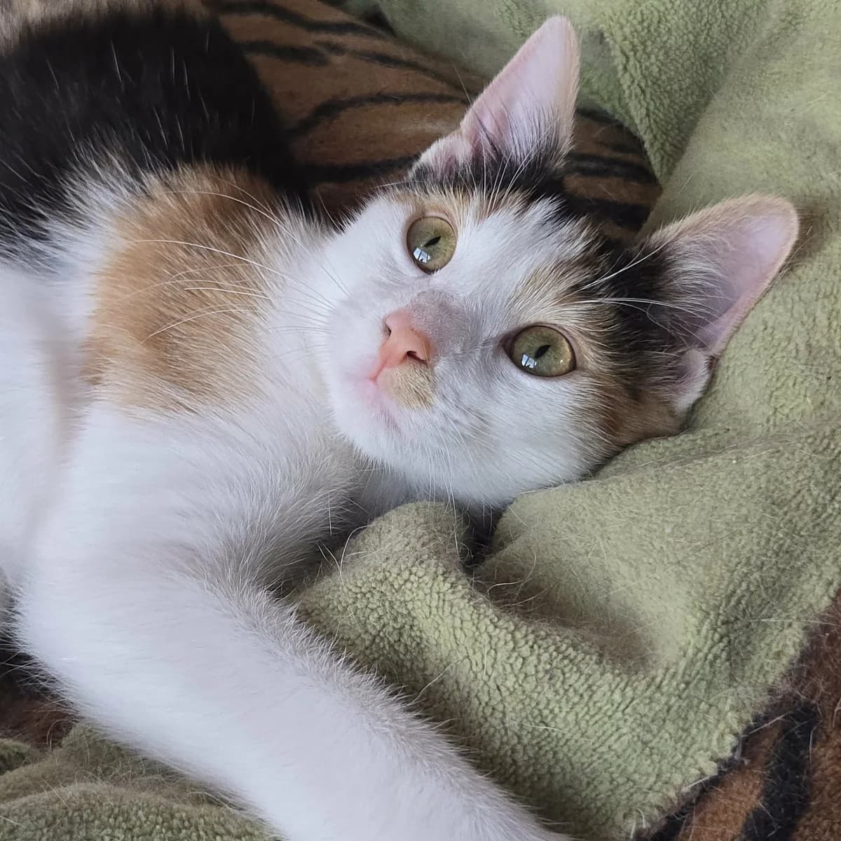 Lilly, female Mixed Breed for adoption at Glücksnasen e.V. Tierschutzverein — photo 7 of 12