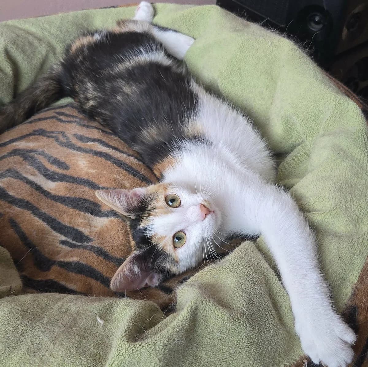 Lilly, female Mixed Breed for adoption at Glücksnasen e.V. Tierschutzverein — photo 8 of 12