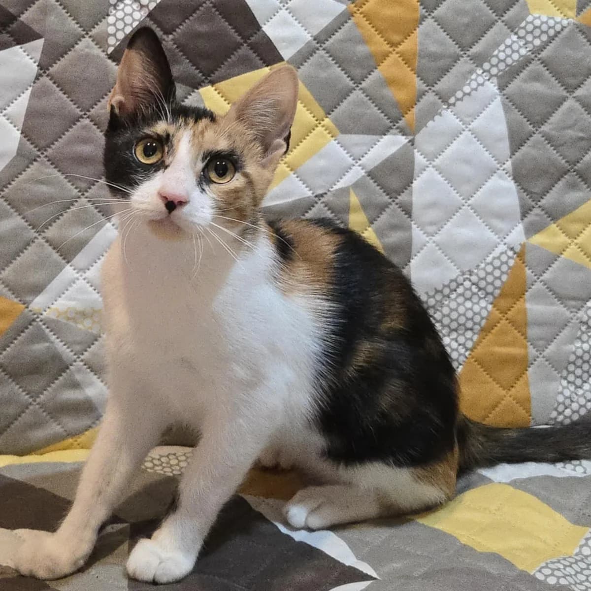 Lilly, female young Mixed Breed for adoption at Glücksnasen e.V. Tierschutzverein