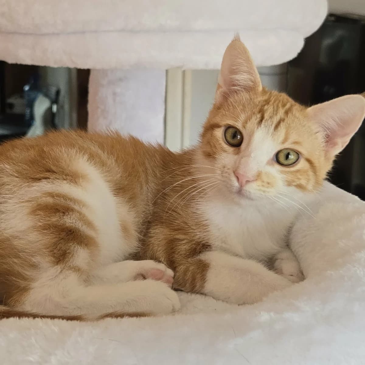 Lucky, male Mixed Breed for adoption at Glücksnasen e.V. Tierschutzverein