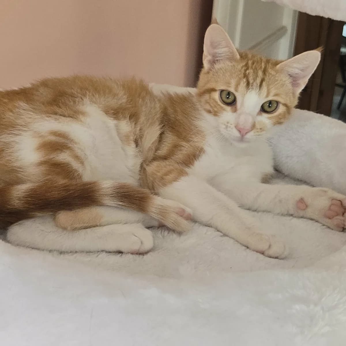 Lucky, male Mixed Breed for adoption at Glücksnasen e.V. Tierschutzverein — photo 2 of 12