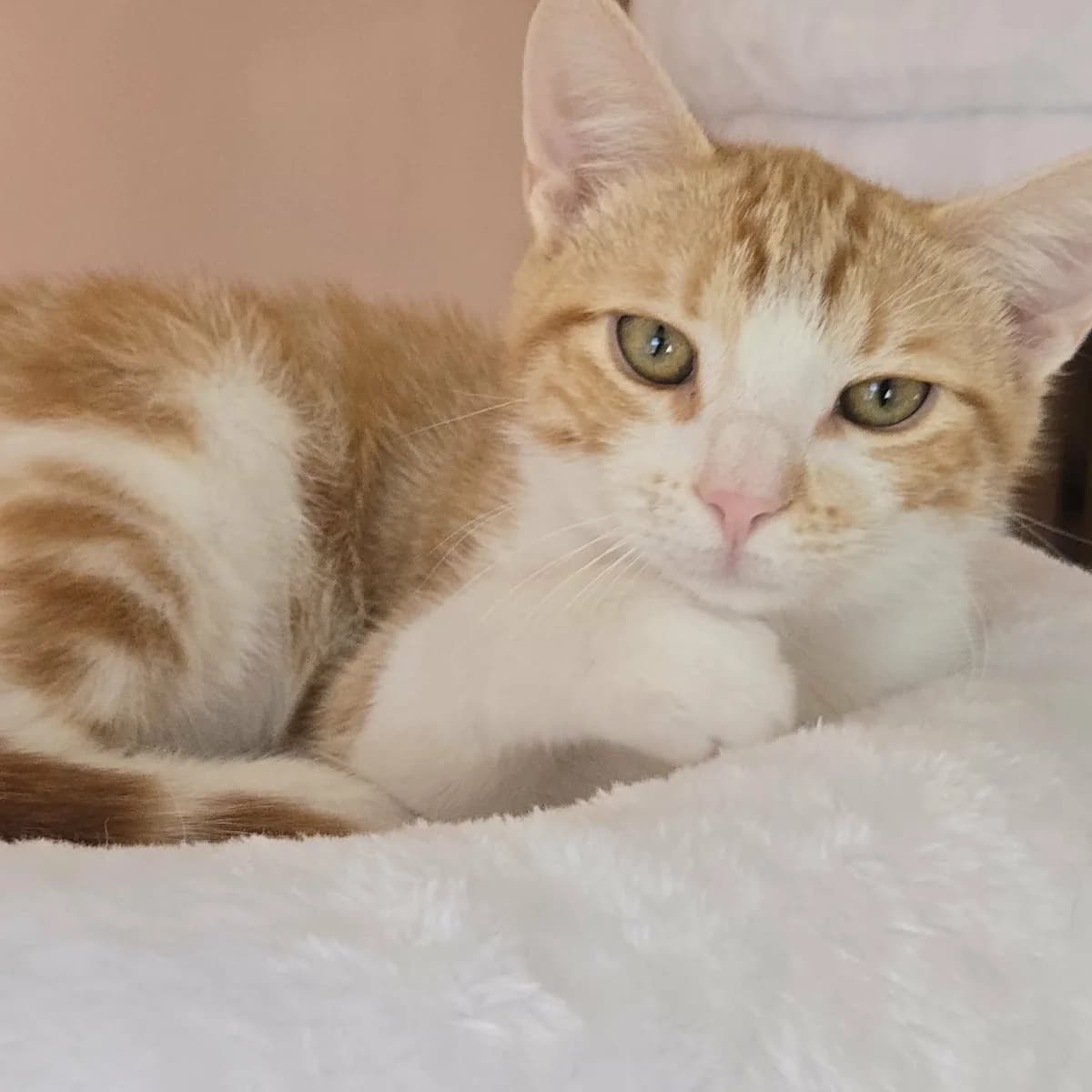 Lucky, male Mixed Breed for adoption at Glücksnasen e.V. Tierschutzverein — photo 3 of 12