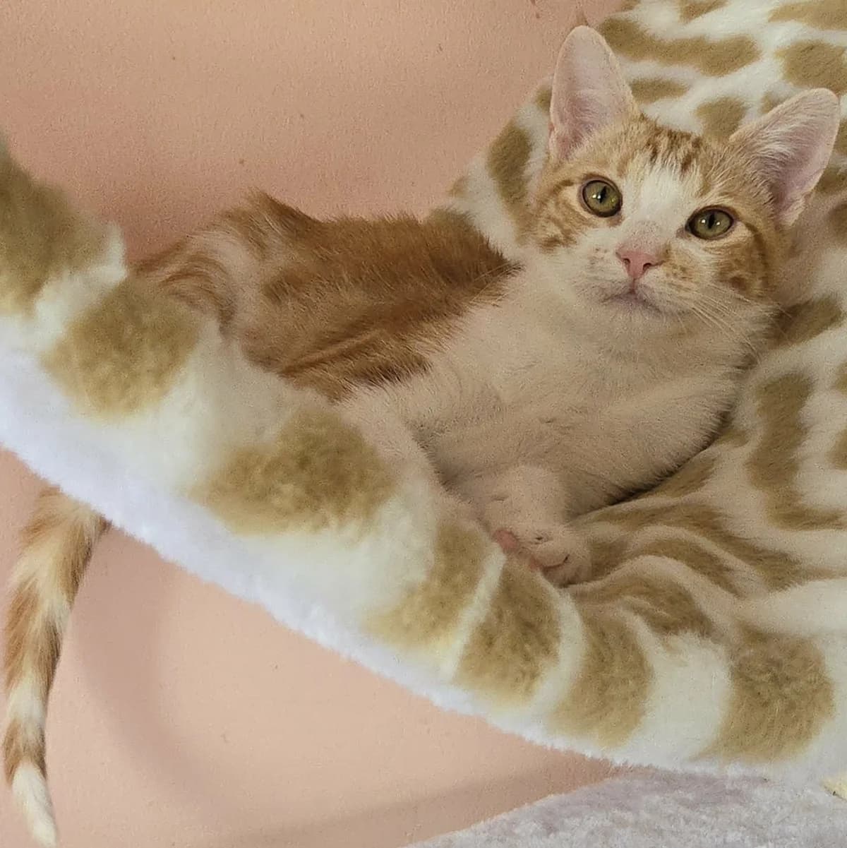 Lucky, male Mixed Breed for adoption at Glücksnasen e.V. Tierschutzverein — photo 4 of 12