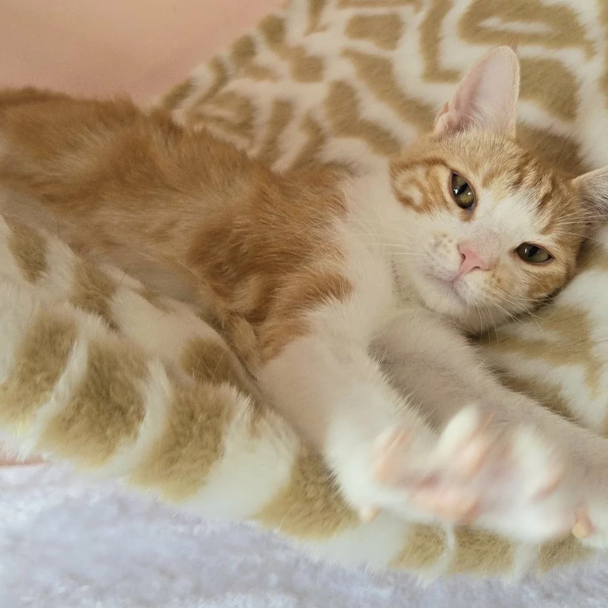 Lucky, male Mixed Breed for adoption at Glücksnasen e.V. Tierschutzverein — photo 5 of 12