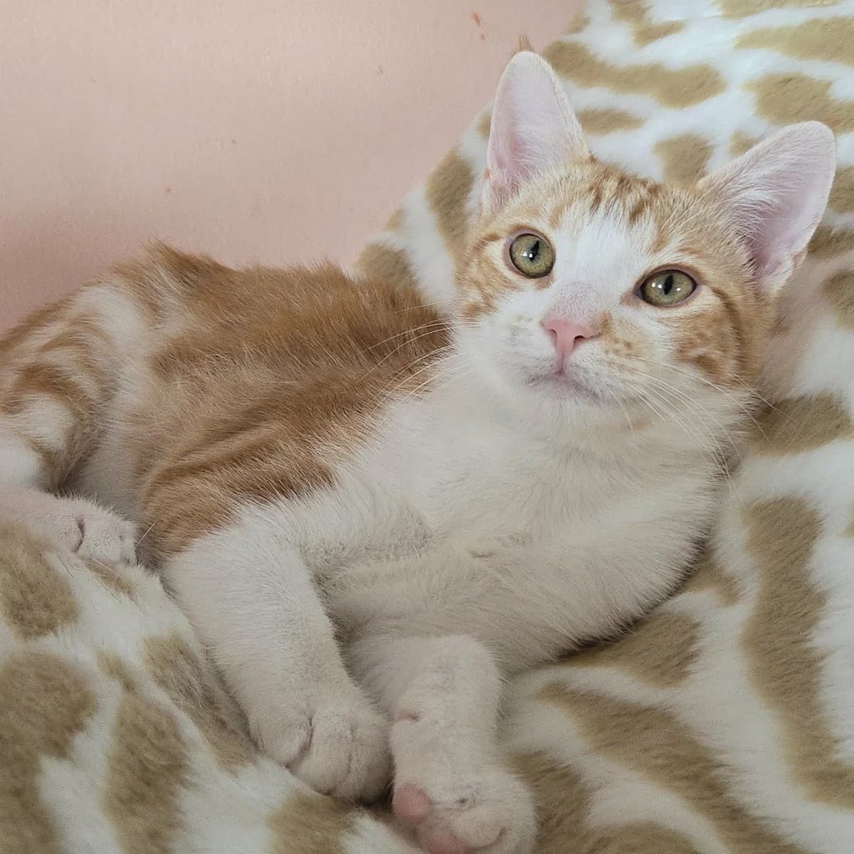 Lucky, male Mixed Breed for adoption at Glücksnasen e.V. Tierschutzverein — photo 7 of 12