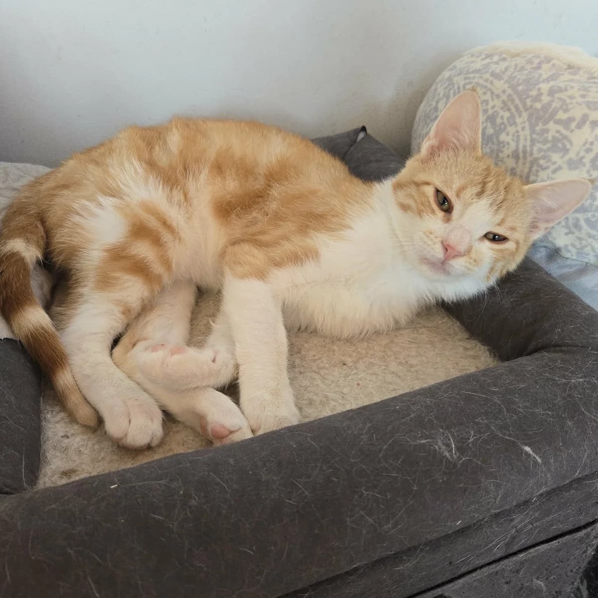 Lucky, male Mixed Breed for adoption at Glücksnasen e.V. Tierschutzverein — photo 8 of 12