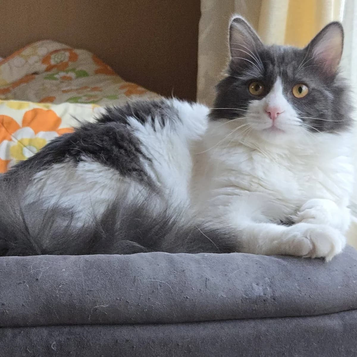 Luigi, male Mixed Breed for adoption at Glücksnasen e.V. Tierschutzverein