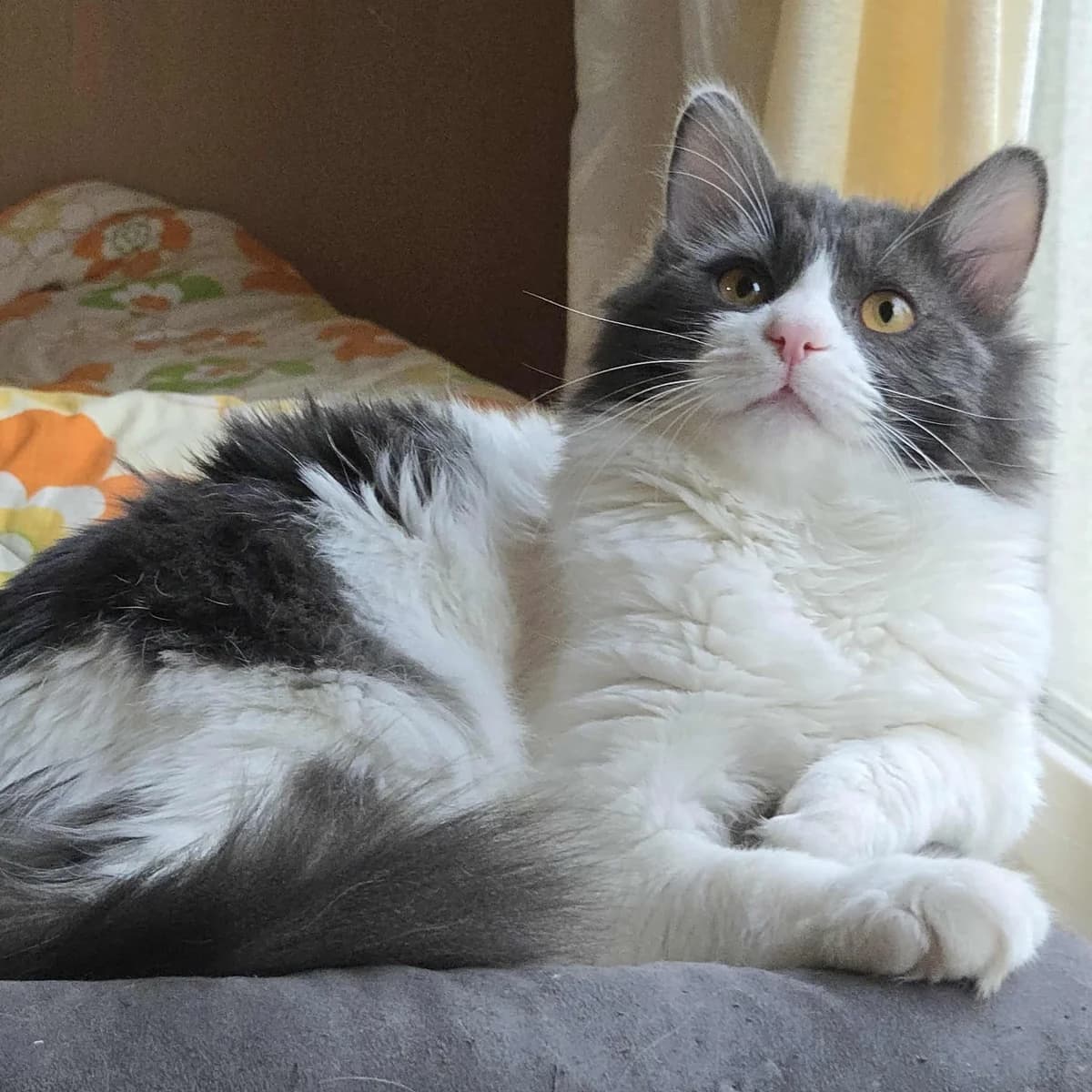 Luigi, male Mixed Breed for adoption at Glücksnasen e.V. Tierschutzverein — photo 2 of 13