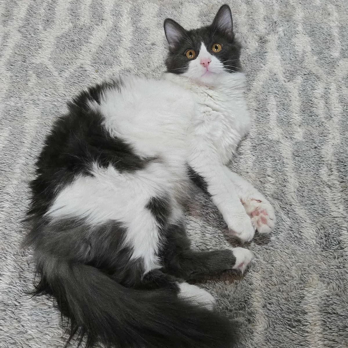 Luigi, male Mixed Breed for adoption at Glücksnasen e.V. Tierschutzverein — photo 3 of 13