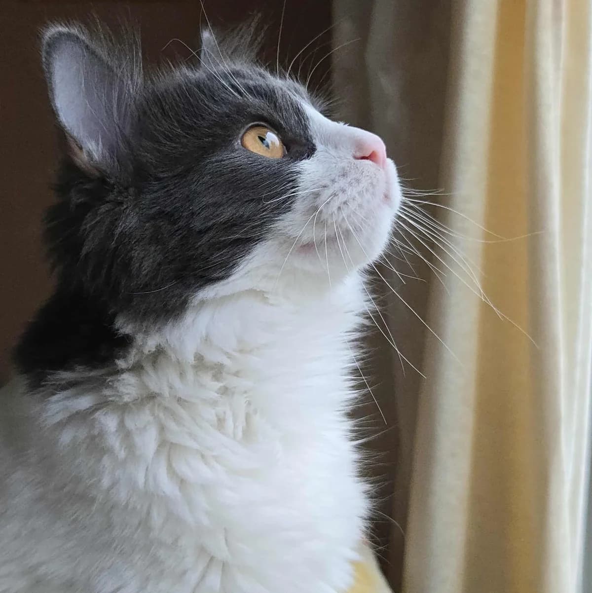 Luigi, male Mixed Breed for adoption at Glücksnasen e.V. Tierschutzverein — photo 4 of 13