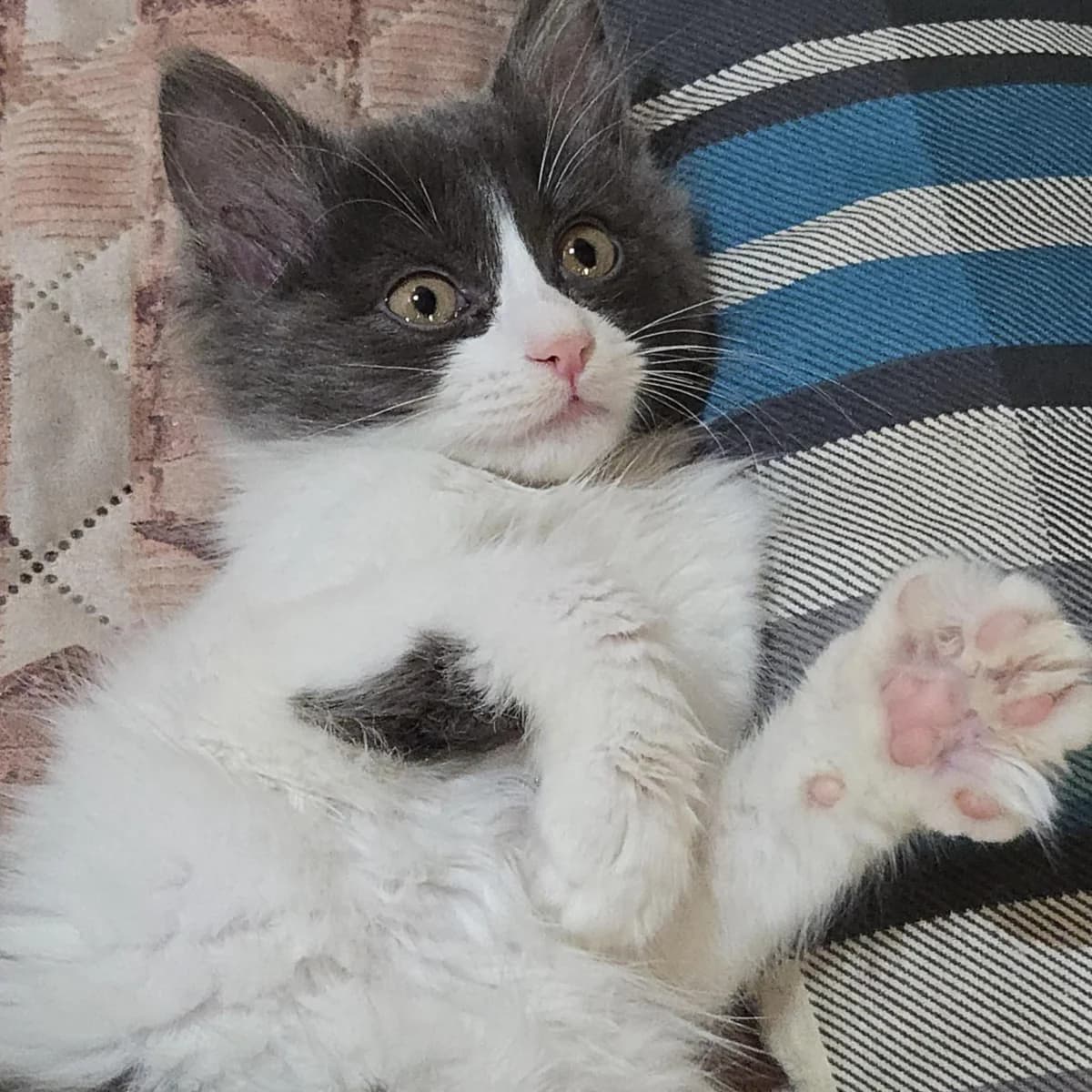 Luigi, male Mixed Breed for adoption at Glücksnasen e.V. Tierschutzverein — photo 5 of 13