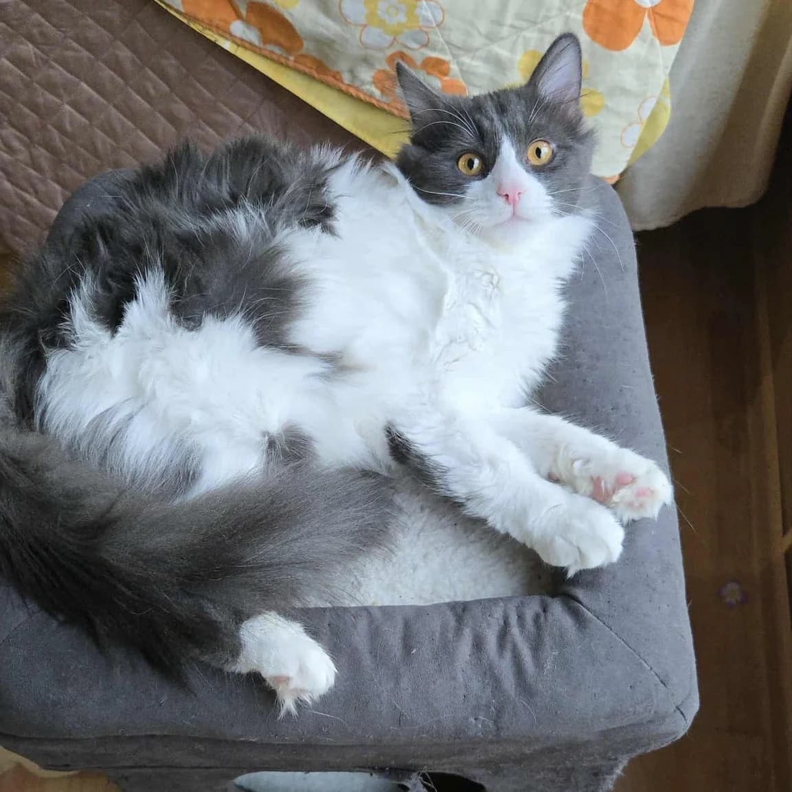 Luigi, male Mixed Breed for adoption at Glücksnasen e.V. Tierschutzverein — photo 6 of 13