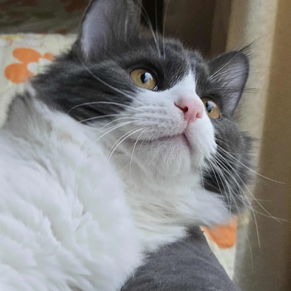 Luigi, male Mixed Breed for adoption at Glücksnasen e.V. Tierschutzverein — photo 7 of 13