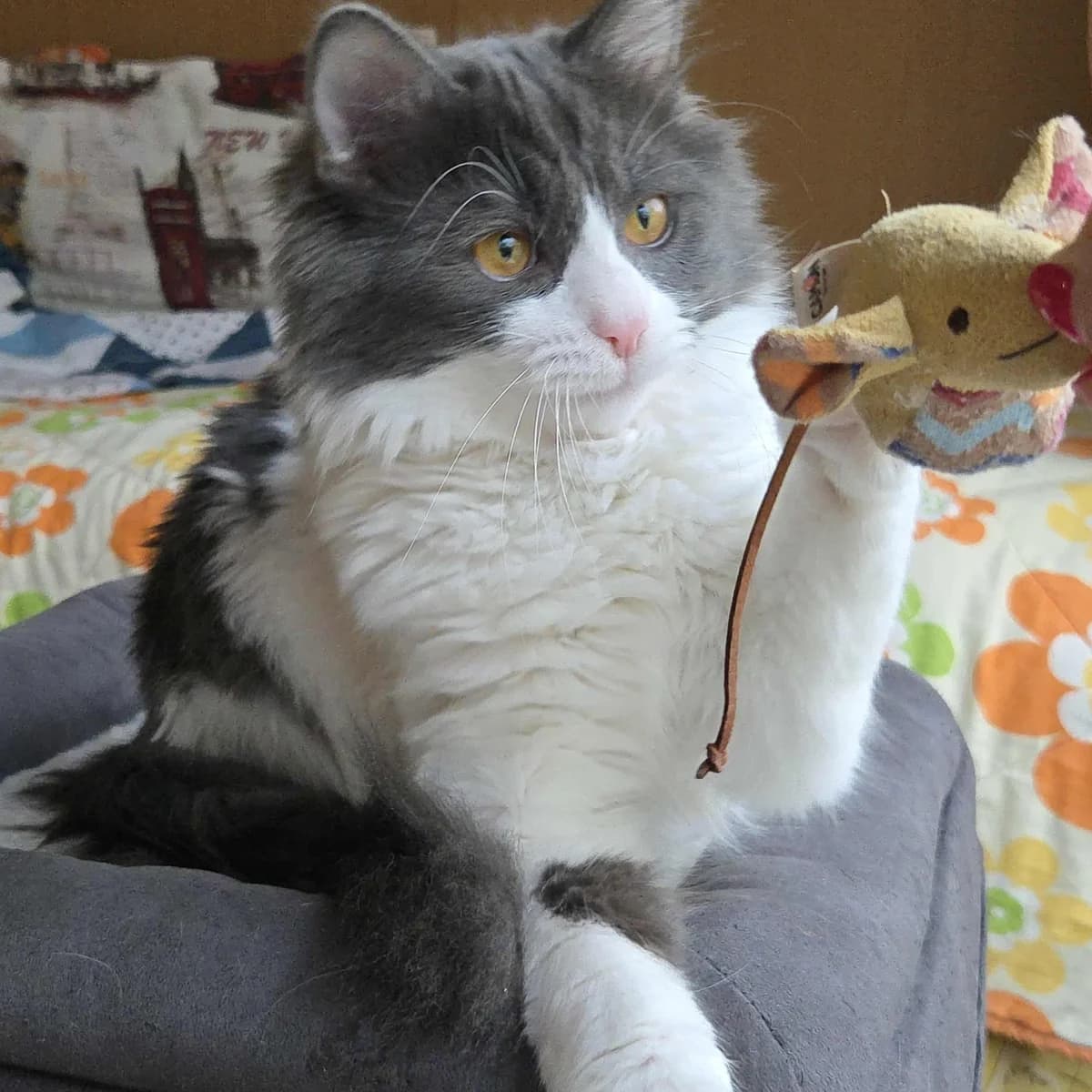 Luigi, male Mixed Breed for adoption at Glücksnasen e.V. Tierschutzverein — photo 8 of 13