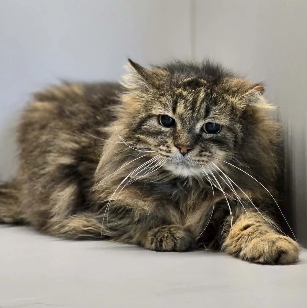 Mallow, male 7yo Mixed Breed for adoption at Glücksnasen e.V. Tierschutzverein