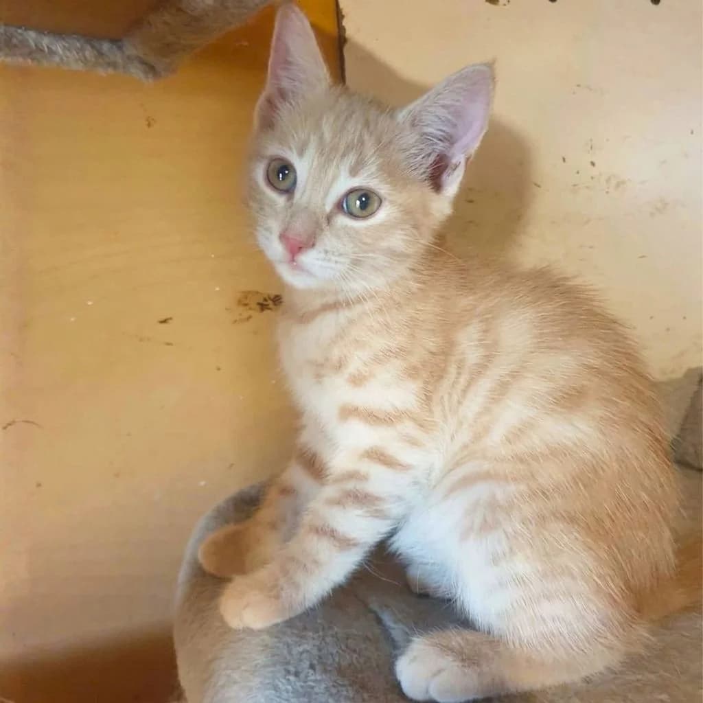 Mambo, Mixed Breed (Glücksnasen e.V. Tierschutzverein)