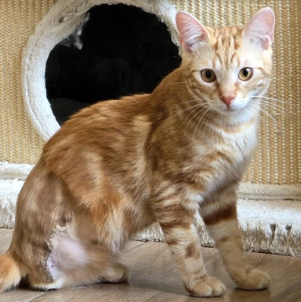 Mango, male puppy Mixed Breed for adoption at Glücksnasen e.V. Tierschutzverein