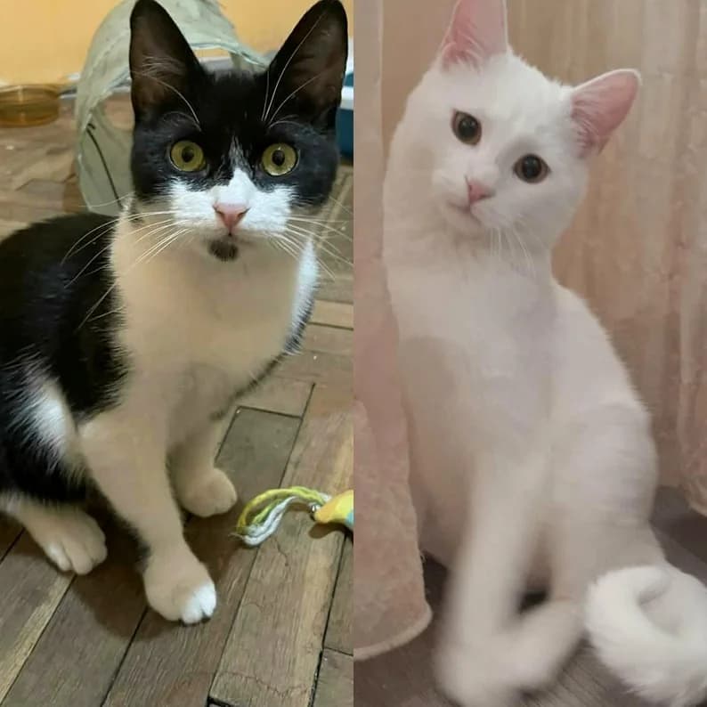 Morris Peppi, male Mixed Breed for adoption at Glücksnasen e.V. Tierschutzverein