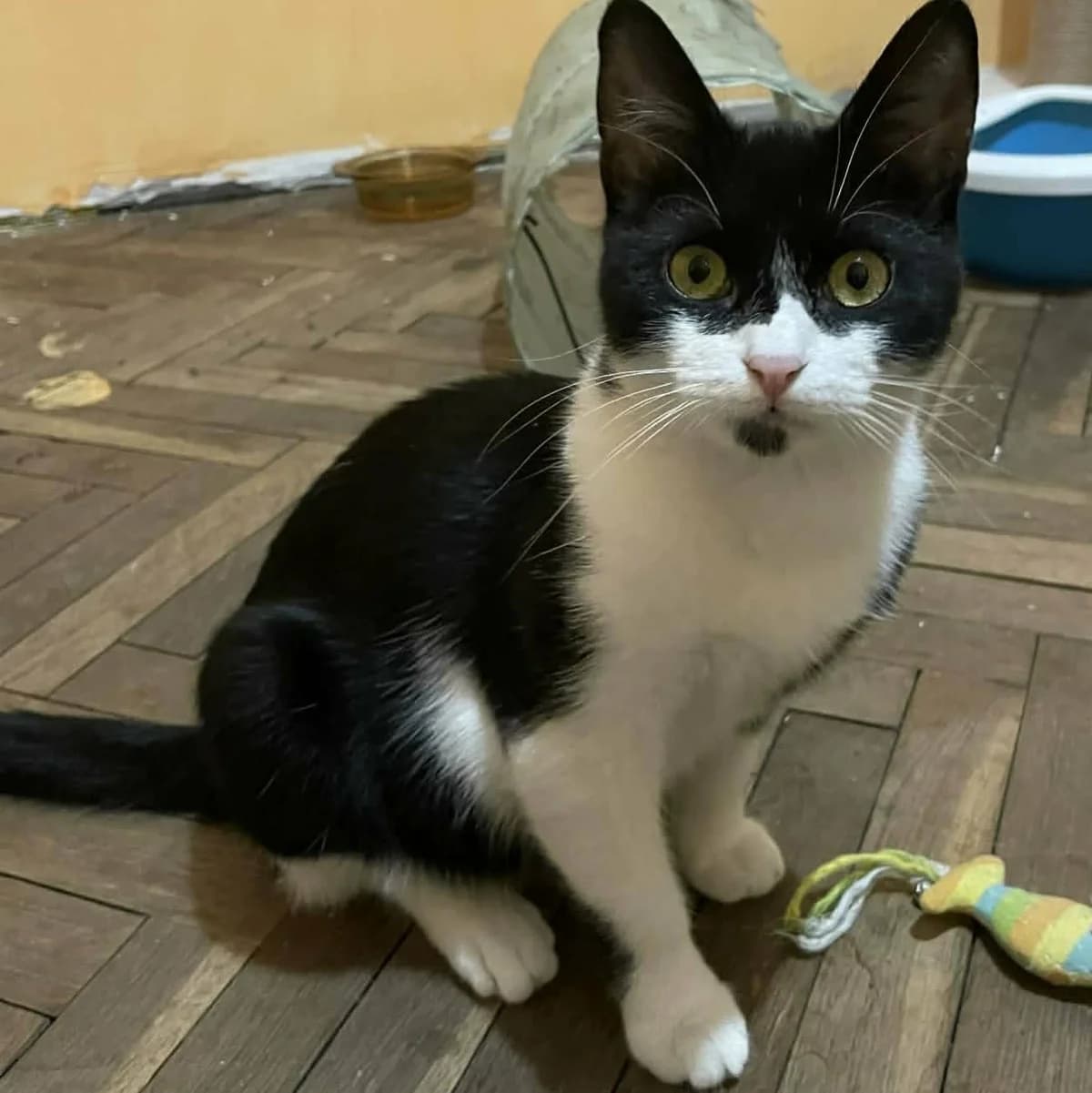 Morris Peppi, male Mixed Breed for adoption at Glücksnasen e.V. Tierschutzverein — photo 2 of 19