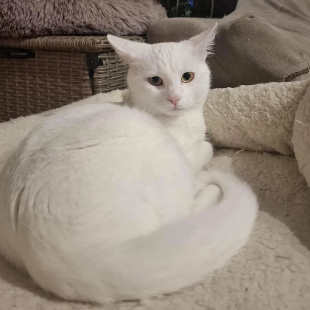 Morris Peppi, male Mixed Breed for adoption at Glücksnasen e.V. Tierschutzverein — photo 3 of 19