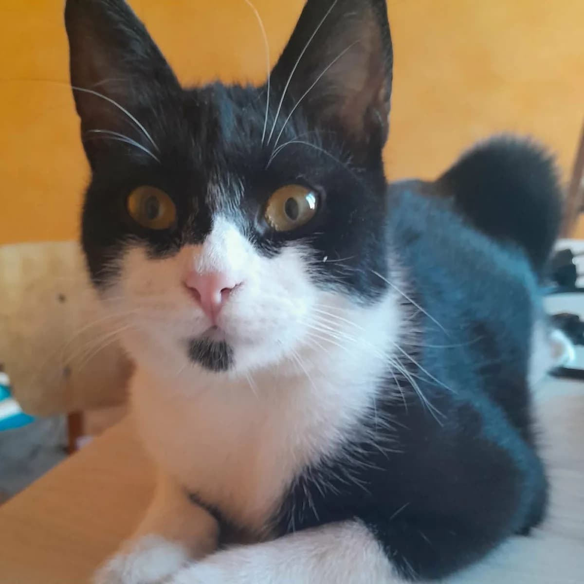 Morris Peppi, male Mixed Breed for adoption at Glücksnasen e.V. Tierschutzverein — photo 4 of 19