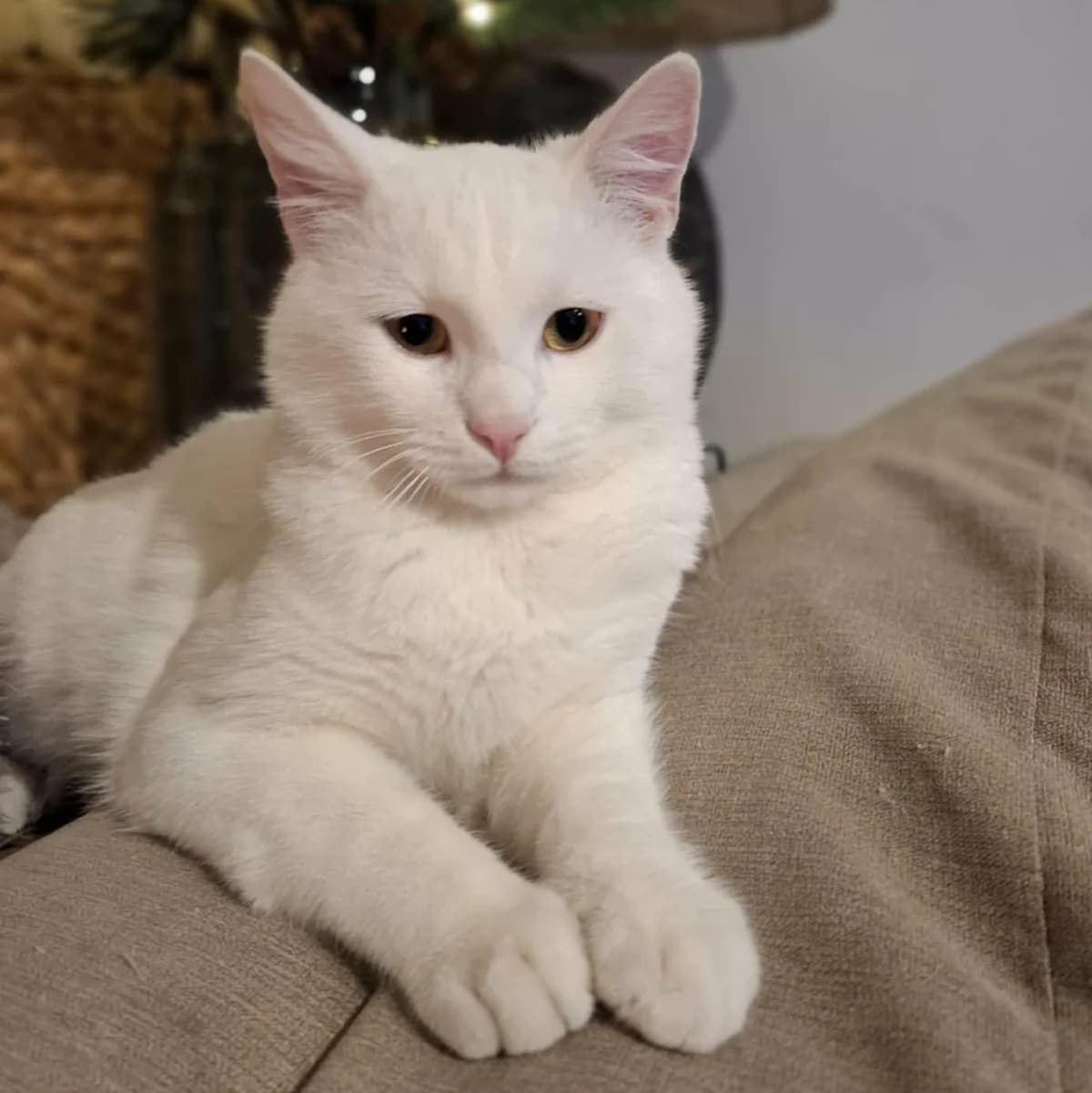 Morris Peppi, male Mixed Breed for adoption at Glücksnasen e.V. Tierschutzverein — photo 5 of 19