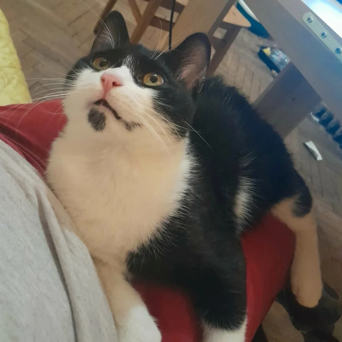 Morris Peppi, male Mixed Breed for adoption at Glücksnasen e.V. Tierschutzverein — photo 6 of 19