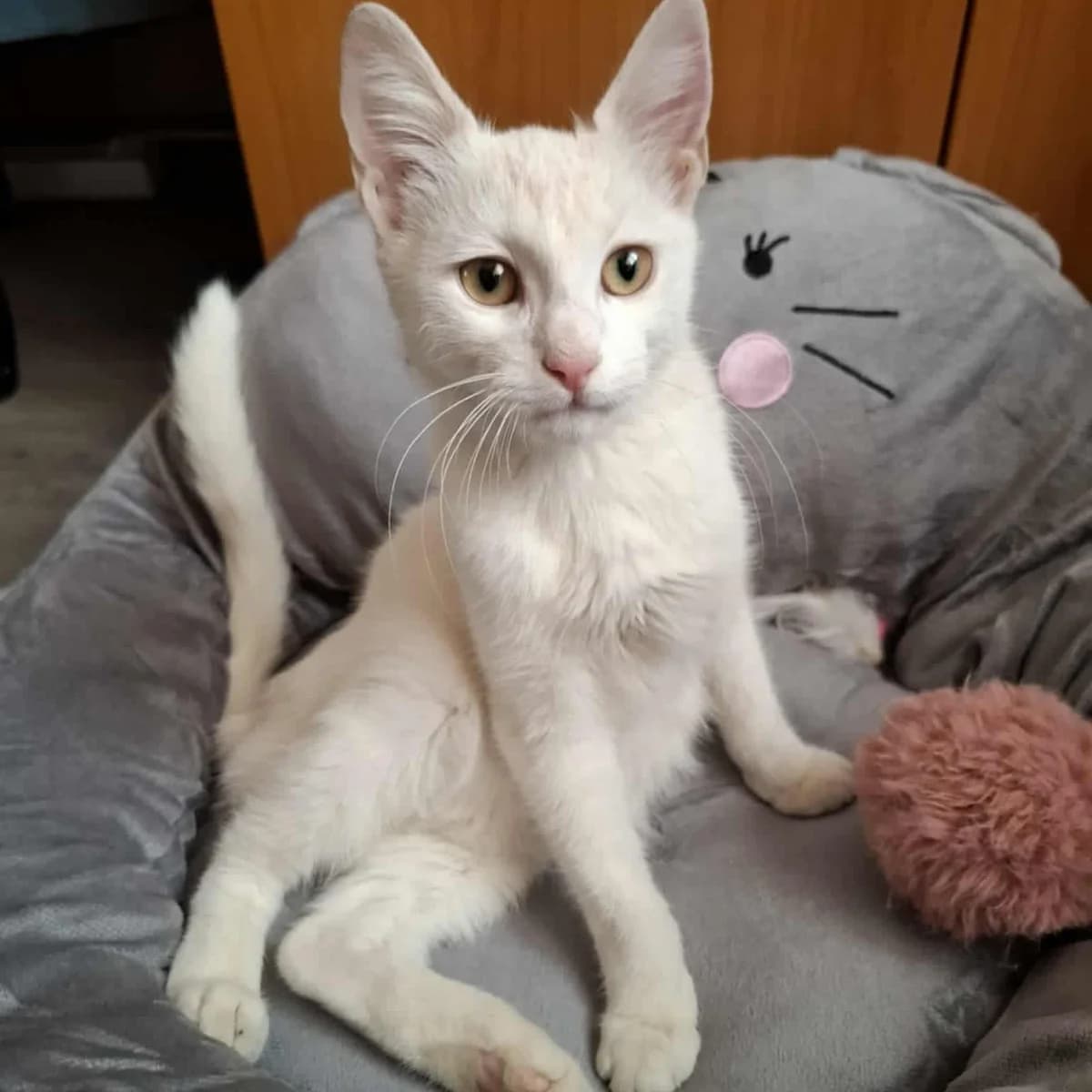 Morris Peppi, male Mixed Breed for adoption at Glücksnasen e.V. Tierschutzverein — photo 7 of 19