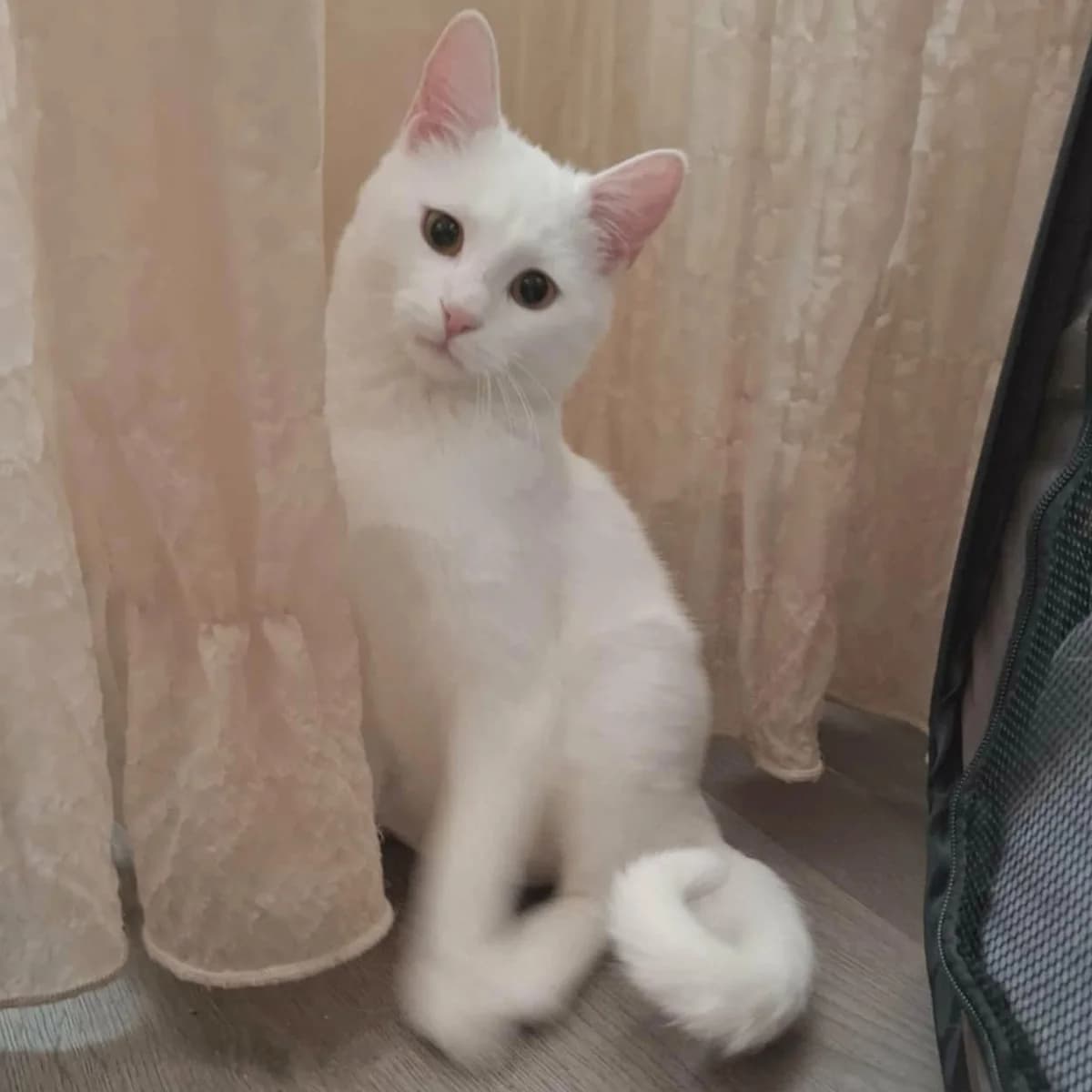 Morris Peppi, male Mixed Breed for adoption at Glücksnasen e.V. Tierschutzverein — photo 8 of 19