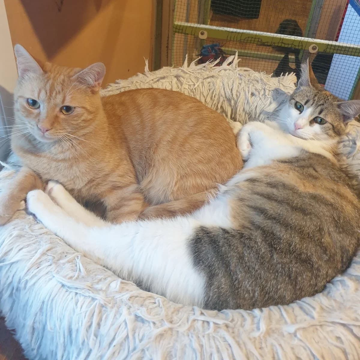 Nani Amigo, male Mixed Breed for adoption at Glücksnasen e.V. Tierschutzverein