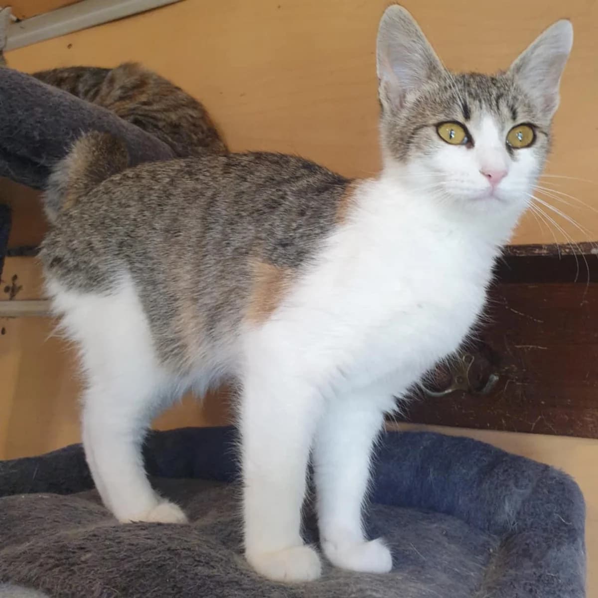 Nani Amigo, male Mixed Breed for adoption at Glücksnasen e.V. Tierschutzverein — photo 2 of 19