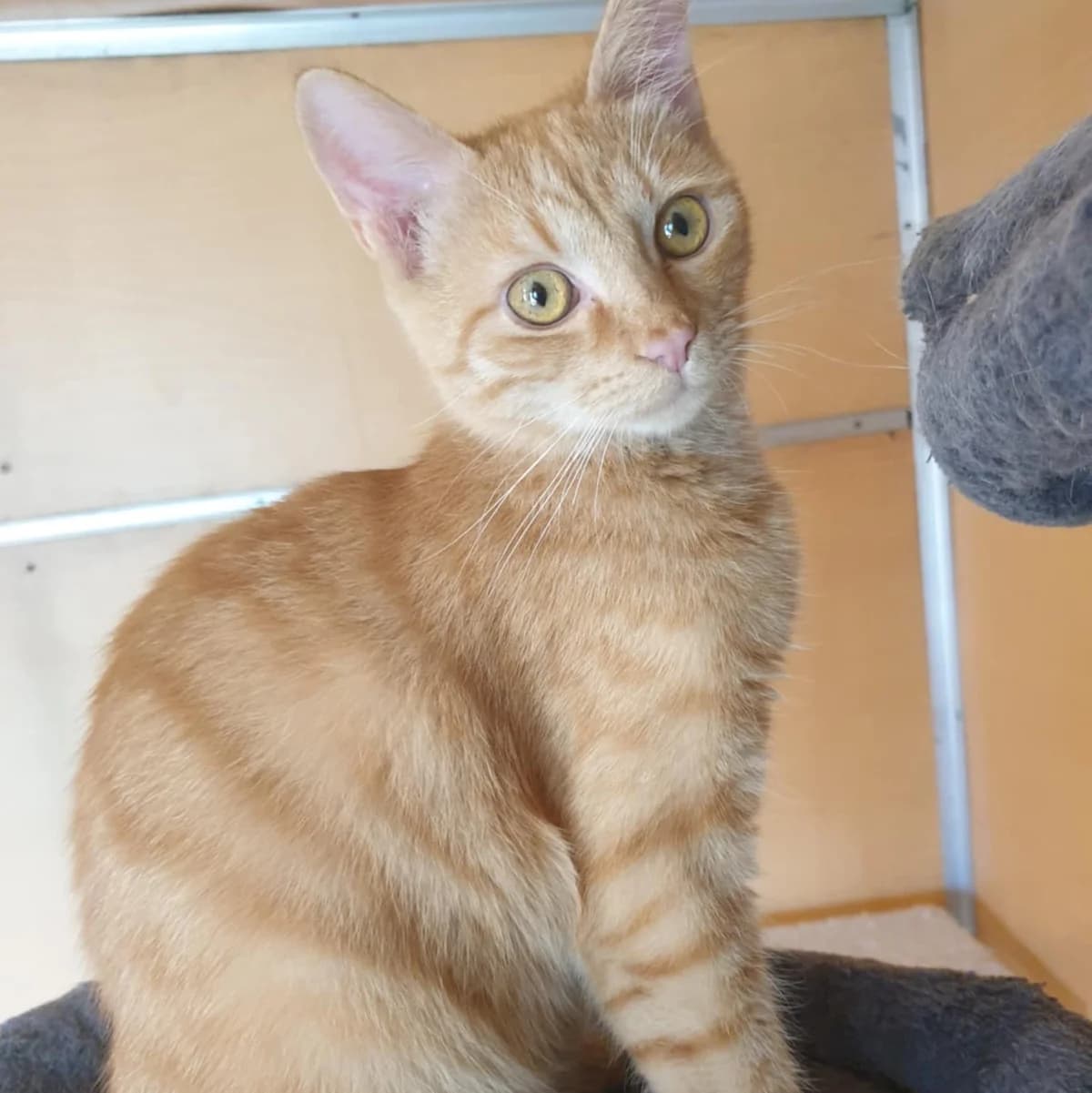 Nani Amigo, male Mixed Breed for adoption at Glücksnasen e.V. Tierschutzverein — photo 3 of 19