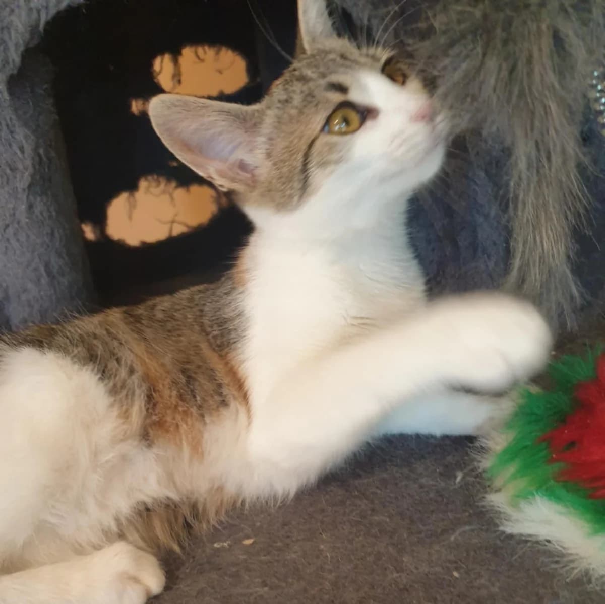 Nani Amigo, male Mixed Breed for adoption at Glücksnasen e.V. Tierschutzverein — photo 4 of 19