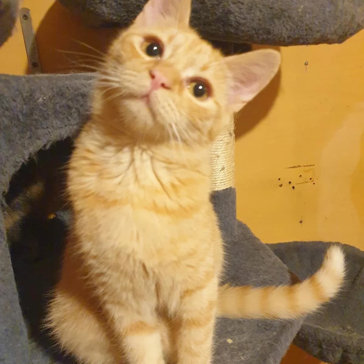 Nani Amigo, male Mixed Breed for adoption at Glücksnasen e.V. Tierschutzverein — photo 5 of 19