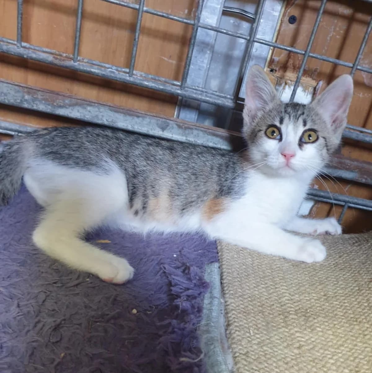 Nani Amigo, male Mixed Breed for adoption at Glücksnasen e.V. Tierschutzverein — photo 6 of 19