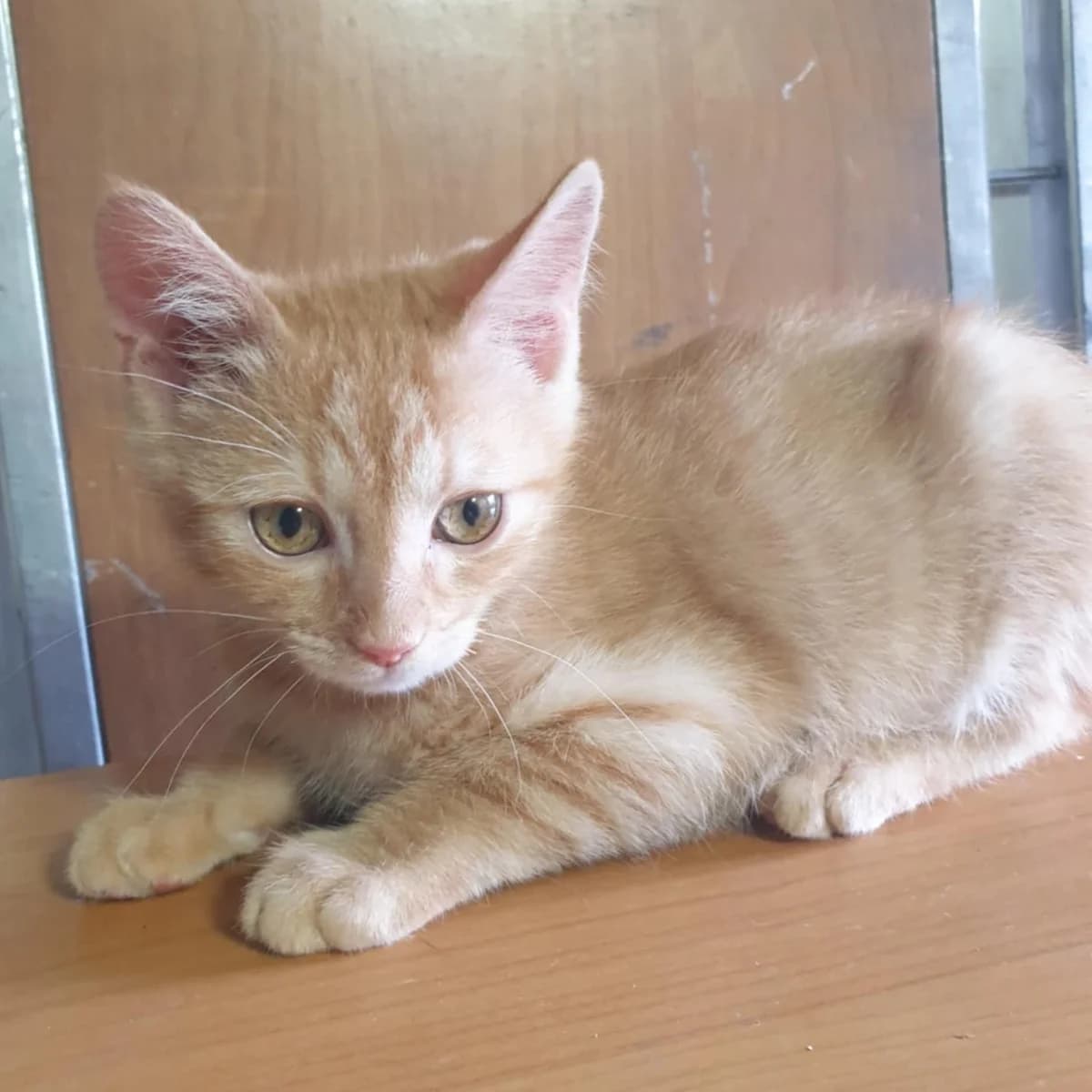 Nani Amigo, male Mixed Breed for adoption at Glücksnasen e.V. Tierschutzverein — photo 7 of 19