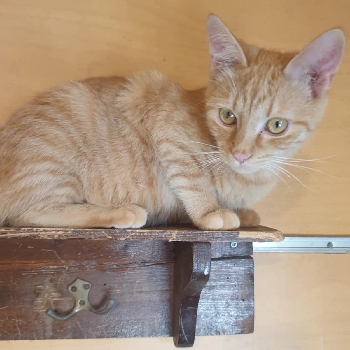 Nani Amigo, male Mixed Breed for adoption at Glücksnasen e.V. Tierschutzverein — photo 8 of 19