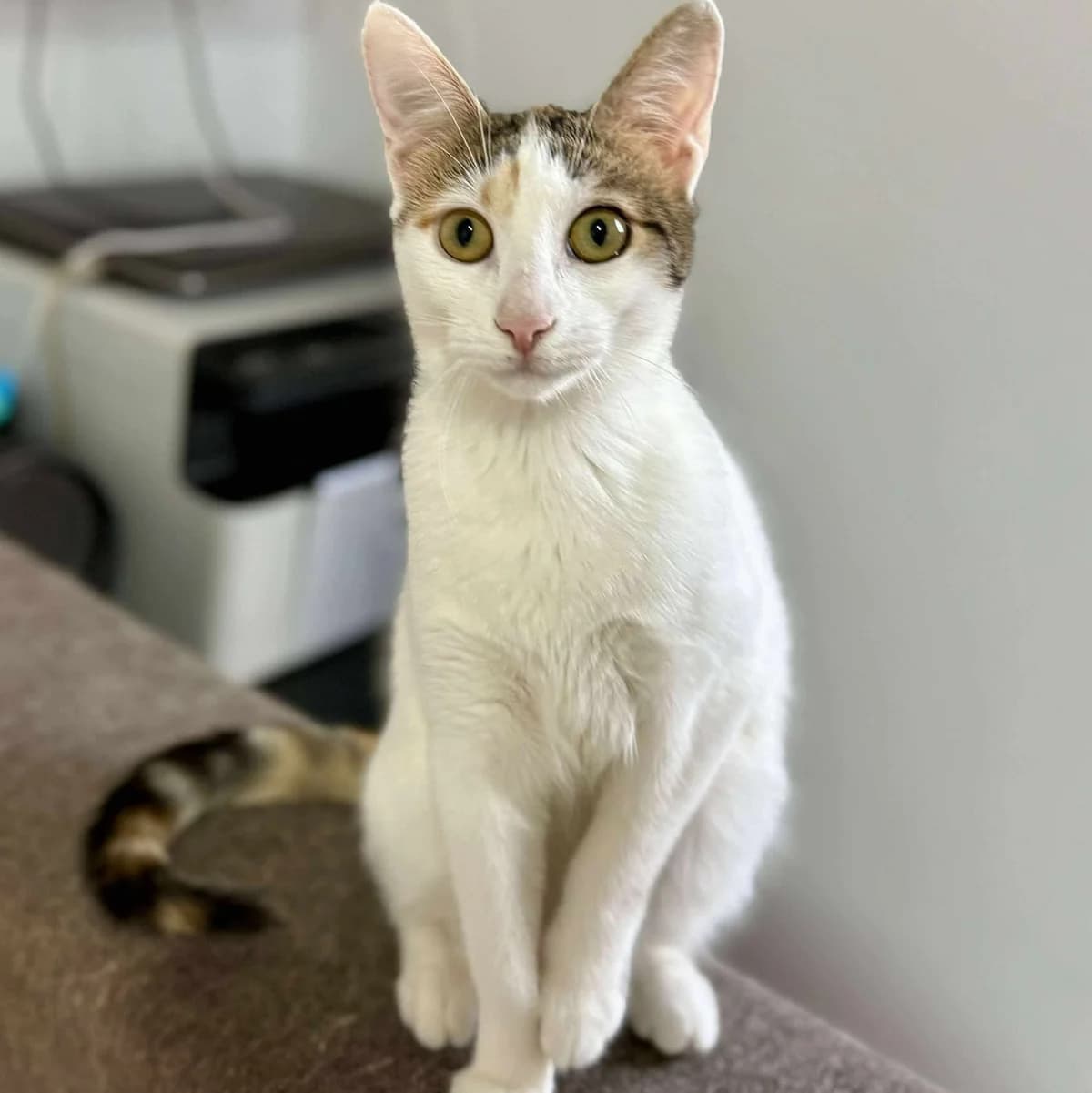 Nora Sofia, female Mixed Breed for adoption at Glücksnasen e.V. Tierschutzverein — photo 2 of 12