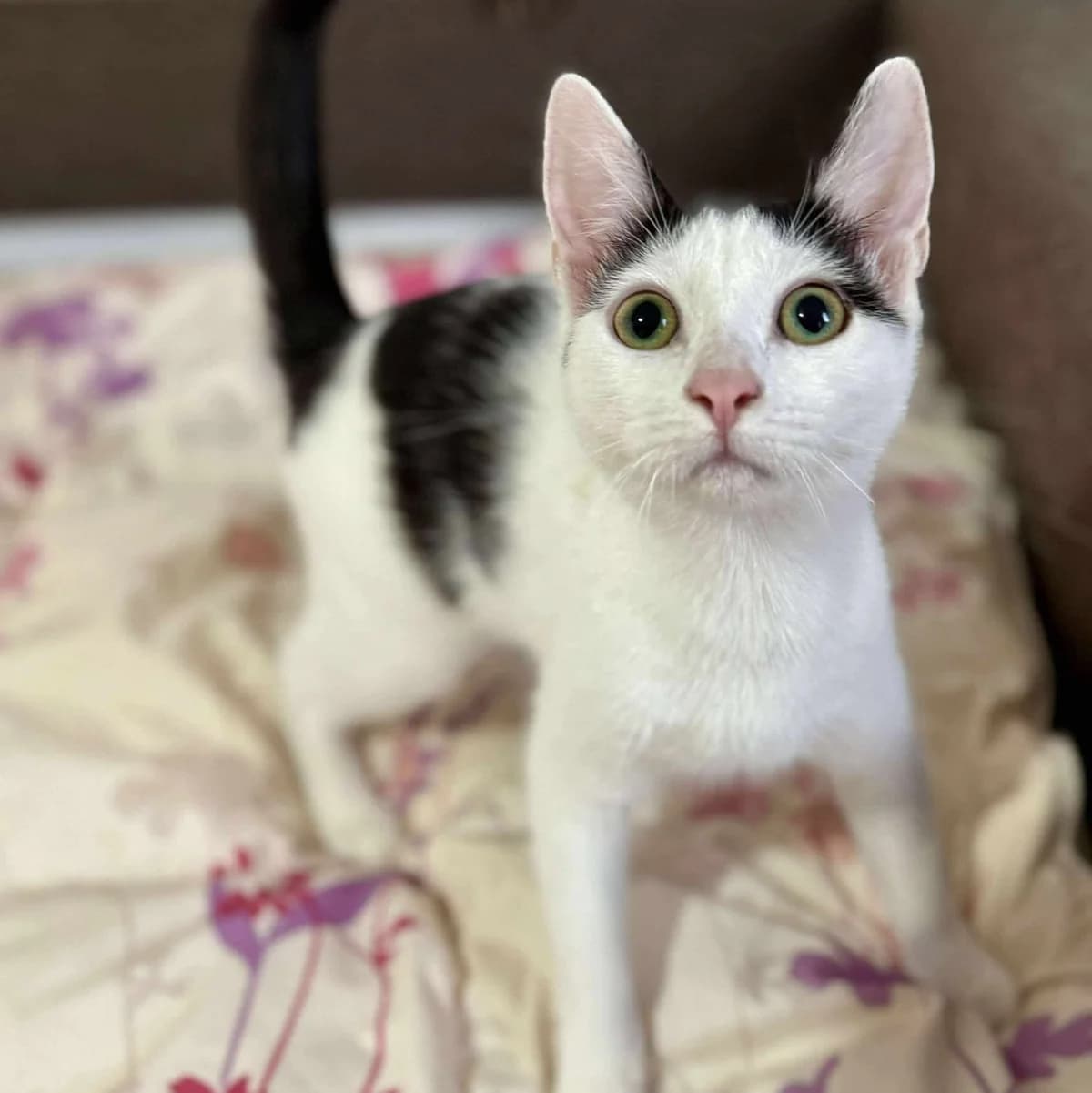 Nora Sofia, female Mixed Breed for adoption at Glücksnasen e.V. Tierschutzverein — photo 3 of 12