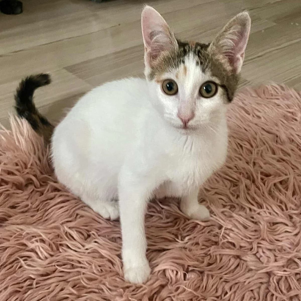 Nora Sofia, female Mixed Breed for adoption at Glücksnasen e.V. Tierschutzverein — photo 4 of 12