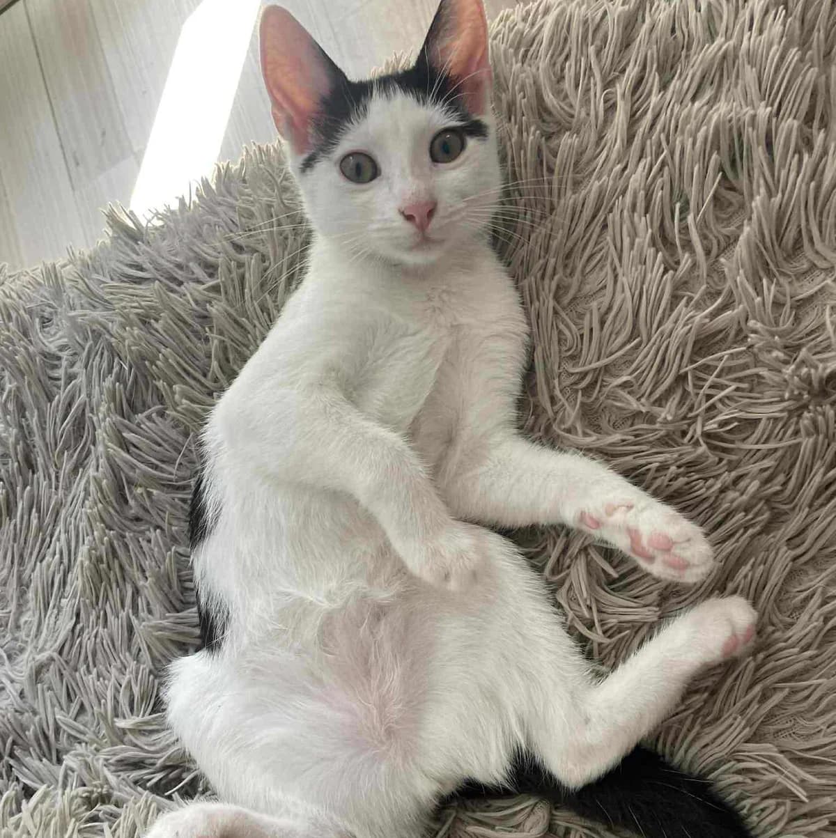 Nora Sofia, female Mixed Breed for adoption at Glücksnasen e.V. Tierschutzverein — photo 6 of 12