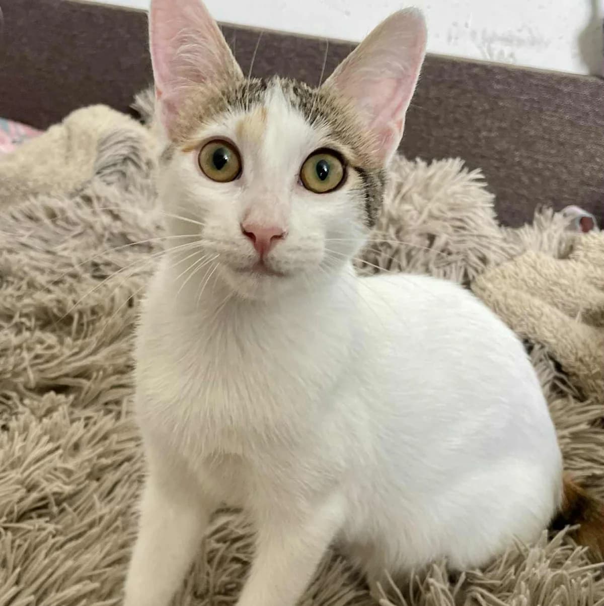 Nora Sofia, female Mixed Breed for adoption at Glücksnasen e.V. Tierschutzverein — photo 7 of 12