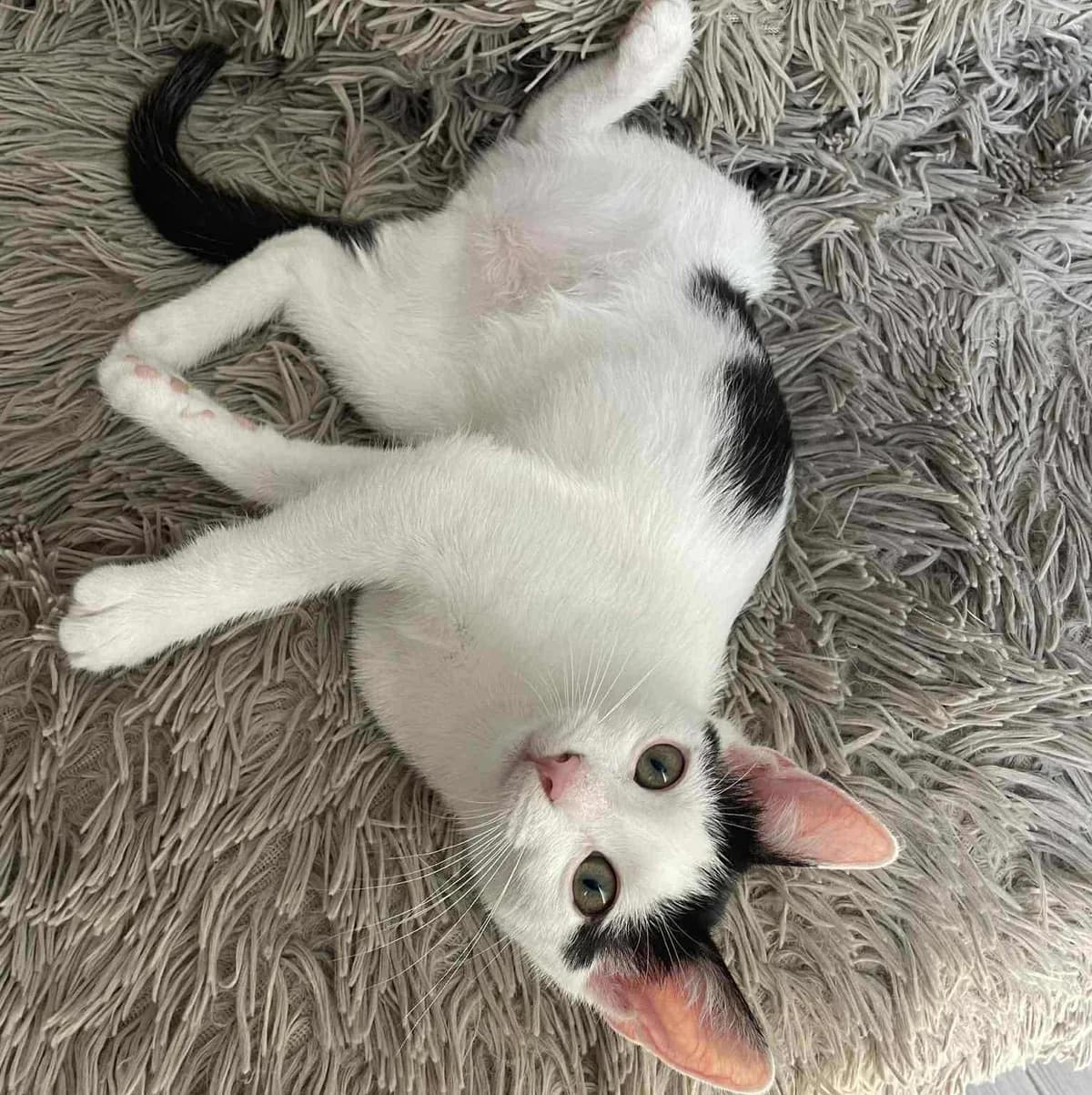 Nora Sofia, female Mixed Breed for adoption at Glücksnasen e.V. Tierschutzverein — photo 8 of 12