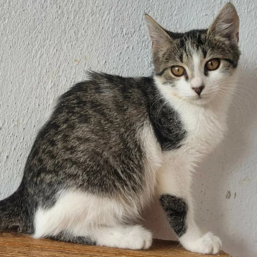 Panya, female puppy Mixed Breed for adoption at Glücksnasen e.V. Tierschutzverein