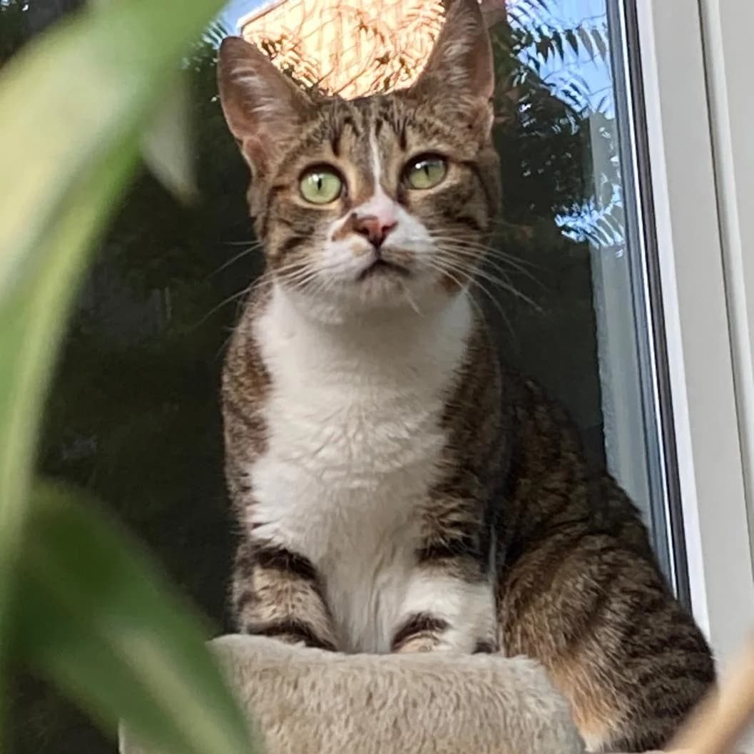 Rosalia, female 4yo Mixed Breed for adoption at Glücksnasen e.V. Tierschutzverein