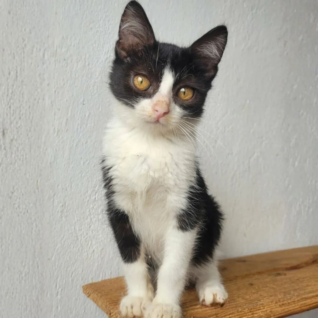 Scotty, male puppy Mixed Breed for adoption at Glücksnasen e.V. Tierschutzverein