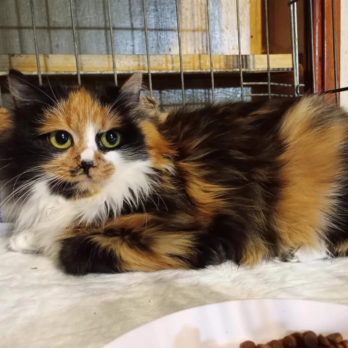 Shani, female Mixed Breed for adoption at Glücksnasen e.V. Tierschutzverein