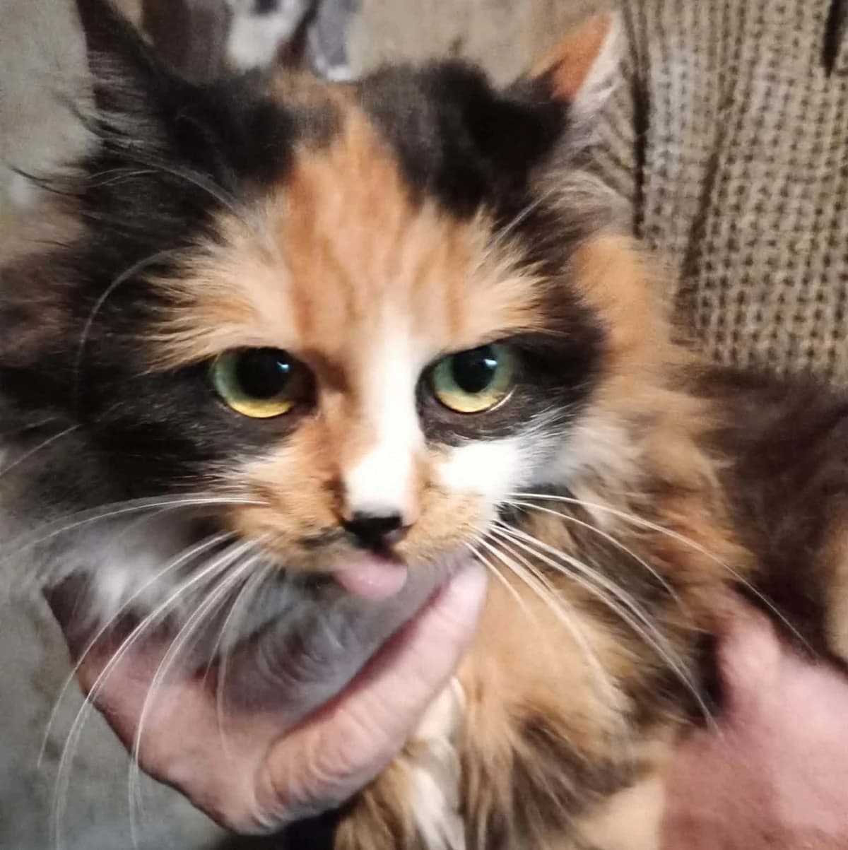 Shani, female Mixed Breed for adoption at Glücksnasen e.V. Tierschutzverein — photo 2 of 6